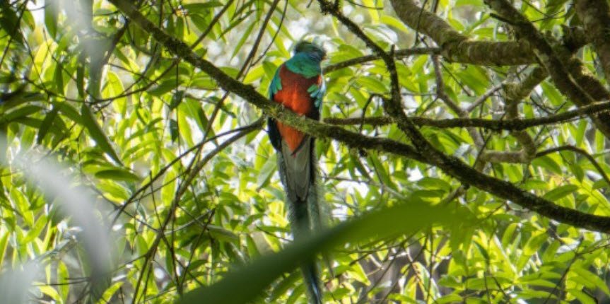 Biotopo del Quetzal, Baja Verapaz Department, Guatemala